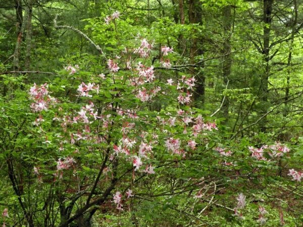 "Rhododendron periclymenoides (pink azalea, pinxterbloom azalea), Hopkinton, RI" by Doug_McGrady is marked with CC BY 2.0. To view the terms, visit https://creativecommons.org/licenses/by/2.0/?ref=openverse