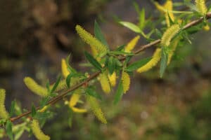 "Black Willow - Salix nigra, Manassas Battlefield Park, Manassas, Virginia" by Judy Gallagher is marked with CC BY 2.0. To view the terms, visit https://creativecommons.org/licenses/by/2.0/?ref=openverse