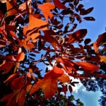 "Fall colors of Sassafras albidum" by FritzFlohrReynolds is marked with CC BY-SA 2.0. To view the terms, visit https://creativecommons.org/licenses/by-sa/2.0/?ref=openverse