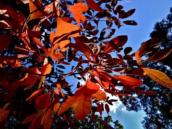 "Fall colors of Sassafras albidum" by FritzFlohrReynolds is marked with CC BY-SA 2.0. To view the terms, visit https://creativecommons.org/licenses/by-sa/2.0/?ref=openverse