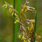 "Indian Grass (Sorghastrum nutans)" by wackybadger is marked with CC BY-SA 2.0. To view the terms, visit https://creativecommons.org/licenses/by-sa/2.0/?ref=openverse