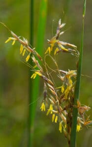 "Indian Grass (Sorghastrum nutans)" by wackybadger is marked with CC BY-SA 2.0. To view the terms, visit https://creativecommons.org/licenses/by-sa/2.0/?ref=openverse