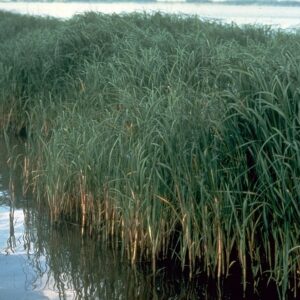 "Spartina alterniflora" by USFWS Fish and Aquatic Conservation is marked with CC PDM 1.0. To view the terms, visit https://creativecommons.org/publicdomain/mark/1.0/?ref=openverse