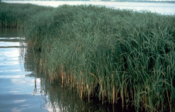"Spartina alterniflora" by USFWS Fish and Aquatic Conservation is marked with CC PDM 1.0. To view the terms, visit https://creativecommons.org/publicdomain/mark/1.0/?ref=openverse