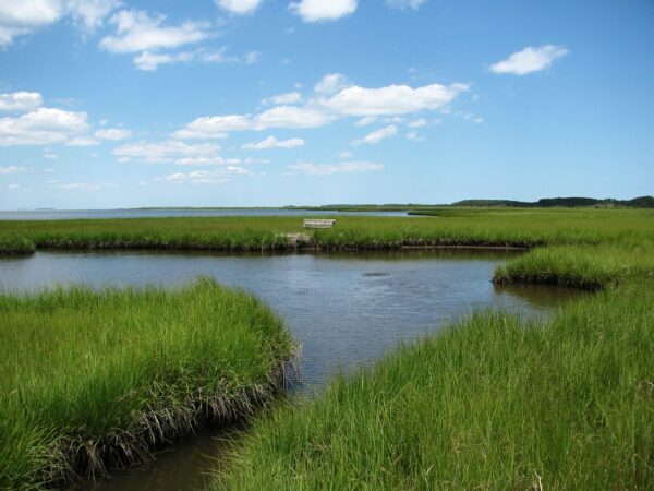 "Valentines Marsh, ASIS (Robin Baranowski, NPS Photo)" by Northeast Coastal & Barrier Network is marked with CC BY-SA 2.0. To view the terms, visit https://creativecommons.org/licenses/by-sa/2.0/?ref=openverse