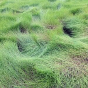 "Spartina patens (Dana Filippini, NPS Photo)" by Northeast Coastal & Barrier Network is marked with CC BY-SA 2.0. To view the terms, visit https://creativecommons.org/licenses/by-sa/2.0/?ref=openverse