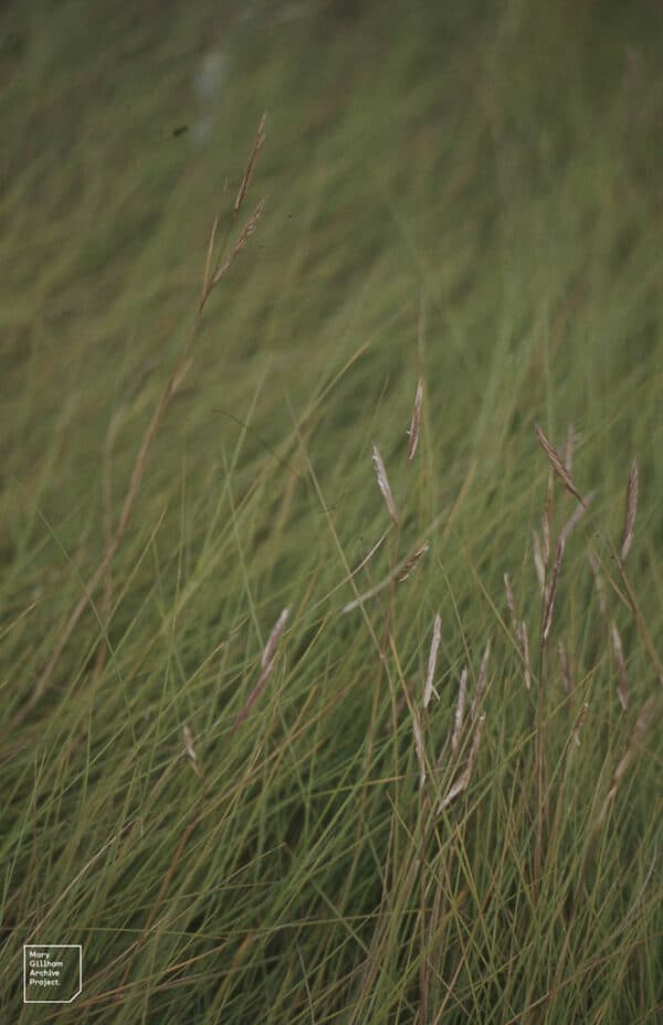 "Spartina patens. Forms peat, Great swamp. Cape Cod" by Mary Gillham Archive Project is marked with CC BY 2.0. To view the terms, visit https://creativecommons.org/licenses/by/2.0/?ref=openverse