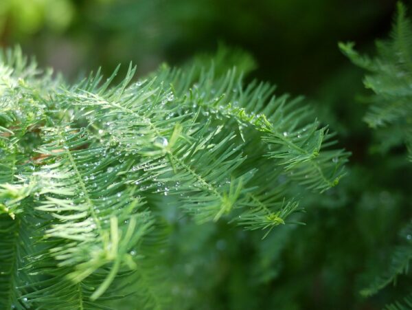 "Taxodium distichum 'Cody's Feathers'" by F. D. Richards is marked with CC BY-SA 2.0. To view the terms, visit https://creativecommons.org/licenses/by-sa/2.0/?ref=openverse