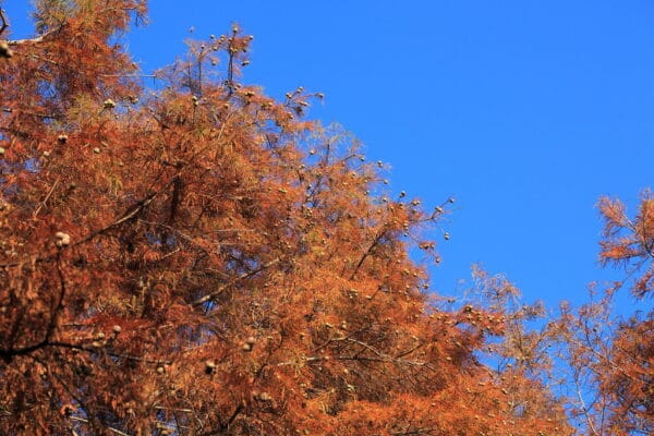"Bald Cypress / Taxodium distichum / 落羽松(ラクウショウ)" by TANAKA Juuyoh (田中十洋) is marked with CC BY 2.0. To view the terms, visit https://creativecommons.org/licenses/by/2.0/?ref=openverse