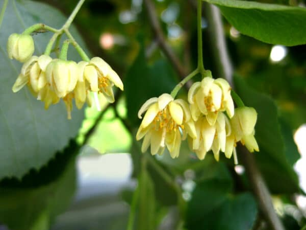 "Tilia americana - American Basswood flowers" by Virens (Latin for greening) is marked with CC BY 2.0. To view the terms, visit https://creativecommons.org/licenses/by/2.0/?ref=openverse