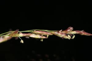 "Purple-topped Grass - Tridens flavus, Occoquan Regional Park, Lorton, Virginia" by Judy Gallagher is marked with CC BY 2.0. To view the terms, visit https://creativecommons.org/licenses/by/2.0/?ref=openverse