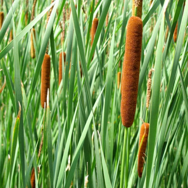 "typha latifolia" by ruffin_ready is marked with CC BY 2.0. To view the terms, visit https://creativecommons.org/licenses/by/2.0/?ref=openverse