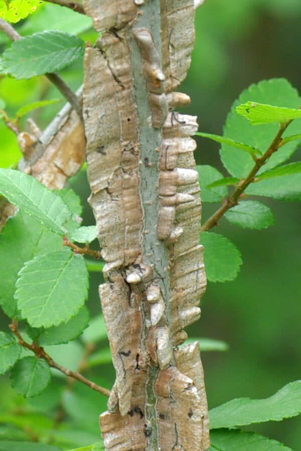 "File:Winged Elm Ulmus alata 2009-05-10.jpg" by Gaberlunzi (Richard Murphy) is marked with CC BY-SA 3.0. To view the terms, visit https://creativecommons.org/licenses/by-sa/3.0/?ref=openverse