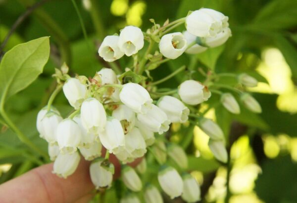 "Heidelbeere (Vaccinium corymbosum)" by blumenbiene is marked with CC BY 2.0. To view the terms, visit https://creativecommons.org/licenses/by/2.0/?ref=openverse