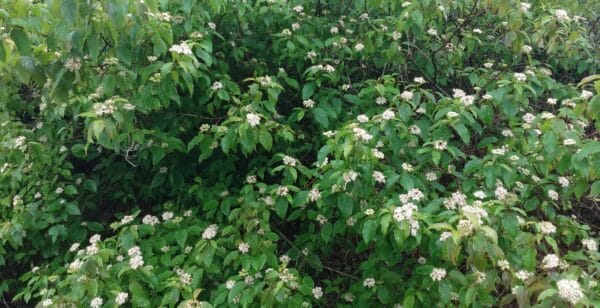 Swida amomum (Silky dogwood) in bloom