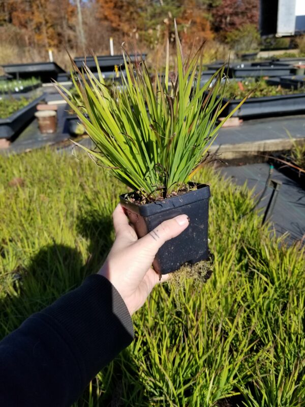 Sisyrinchium angustifolium (blue-eyed grass) 4-inch pot at Mellow Marsh in the winter