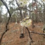 Prunus angustifolia (Chickasaw plum) flowers in early spring