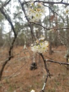 Prunus angustifolia (Chickasaw plum) flowers in early spring