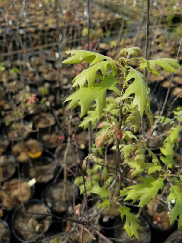 new green leaves of Quercus shumardii "Shumard's oak" 1-gallon pots at Mellow Marsh