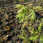 new green leaves of Quercus shumardii "Shumard's oak" 1-gallon pots at Mellow Marsh