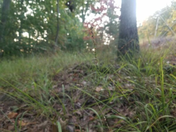 Chasmanthium laxum (slender wood oats) in the wild