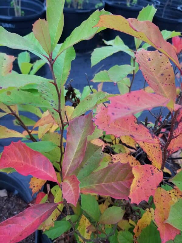 Nyssa biflora 15-gallon leaves at Mellow Marsh with beautiful fall color