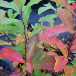 Nyssa biflora 15-gallon leaves at Mellow Marsh with beautiful fall color