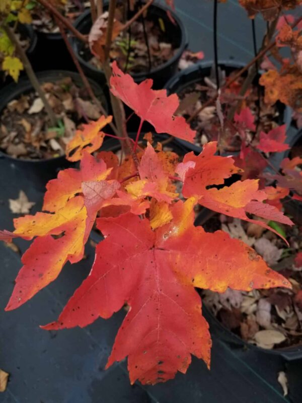 red and orange Acer rubrum (Red maple) leaves in the fall