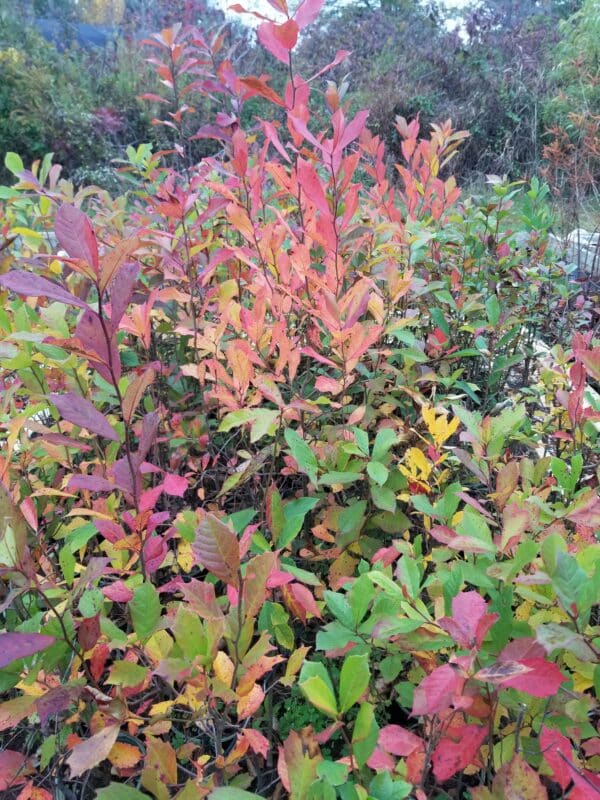 Nyssa biflora 1-gallons at Mellow Marsh with beautiful fall color
