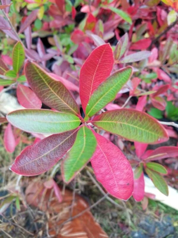 Pink, red, and green Cyrilla racemiflora (titi) leaves on 1-gallon Mellow Marsh plants in the fall