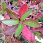 Pink, red, and green Cyrilla racemiflora (titi) leaves on 1-gallon Mellow Marsh plants in the fall