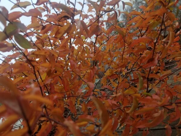Orange Prunus angustifolia (Chickasaw plum) leaves on a Mellow Marsh 15 gallon tree