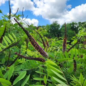 Close up of of purple, long, spikey flowers rising above bisected leaves