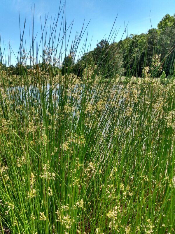 Juncus effusus (Soft rush) growing by a pond