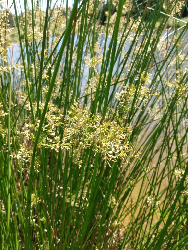 Juncus effusus, Soft rush; growing by a pond