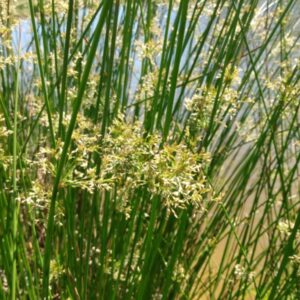 Juncus effusus, Soft rush; growing by a pond
