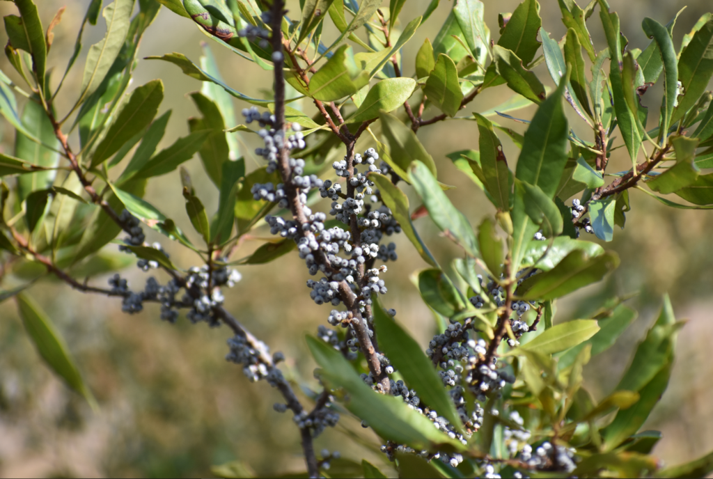 Morella cerifera | Mellow Marsh Farm