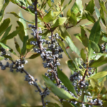 Morella cerifera (Wax myrtle) berries in the fall