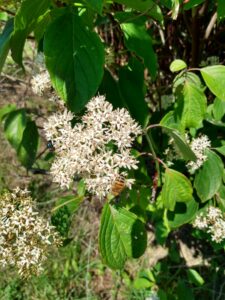 Swida amomum (Silky dogwood) blooming white with a bee on the flowers