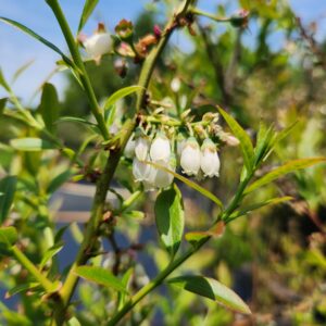 White bell-shaped flowers on green leaves