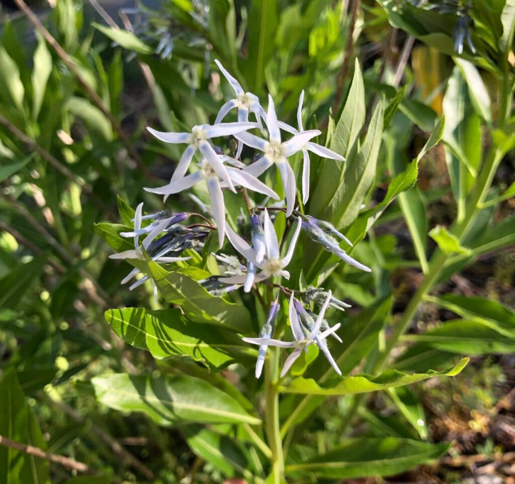 Amsonia tabernaemontana in bloom