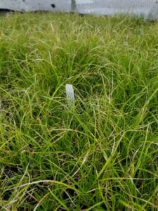 Carex cherokeensis plugs