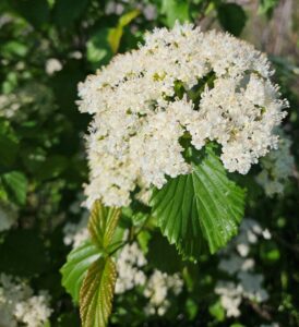 Big white cluster of flowers subtended by green crinkly leaves