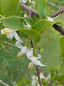 Styrax americanus flower