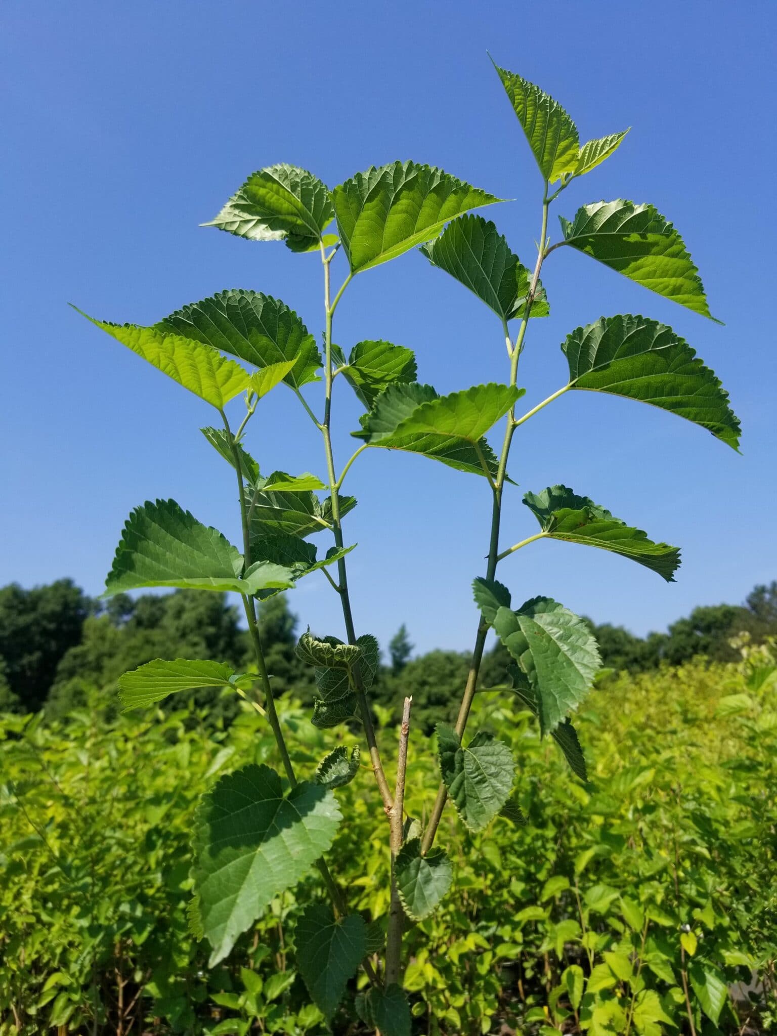 Morus rubra | Mellow Marsh Farm