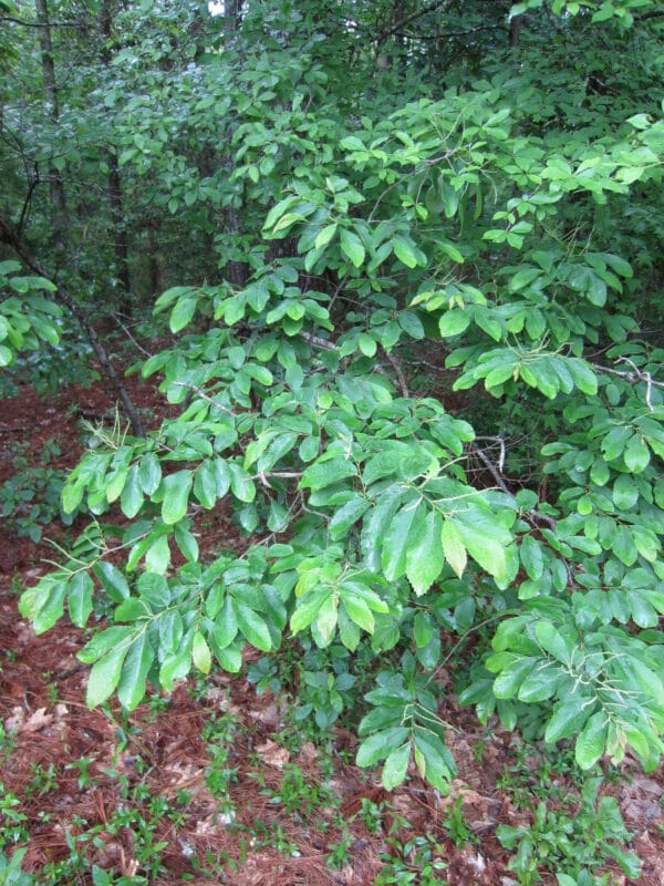 "Castanea pumila (L.) Mill." by Mark T. Strong and Carol L. Kelloff is marked with CC0 1.0.
