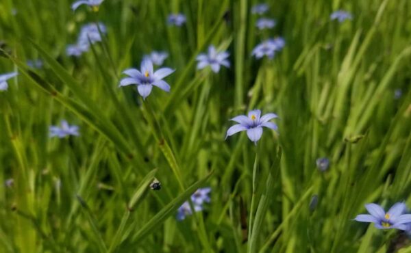 Sisyrinchium angustifolium (blue-eyed grass) in bloom