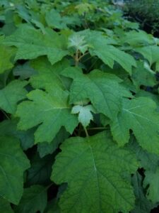 Hydrangea quercifolia, Oakleaf hydrangea