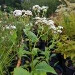 Parthenium integrifolium, Wild quinine