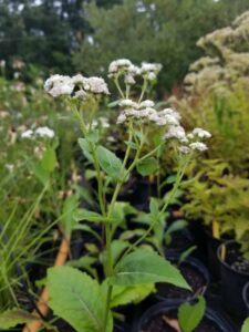 Parthenium integrifolium, Wild quinine